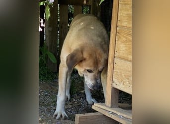 Freundlicher Kleon sucht einen warmen Seniorenplatz