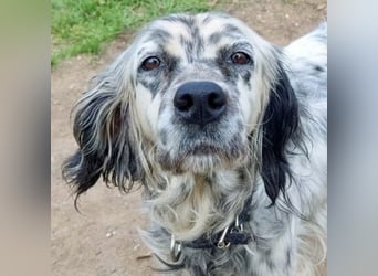 Elvira - treue Settermix Hündin sucht dich