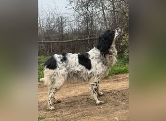 Serafina- schmusige Setter-Mix-Hündin liebt Mensch und Tier