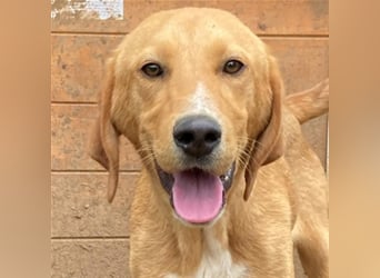 Herzensbrecher Loki sucht Familienanschluss