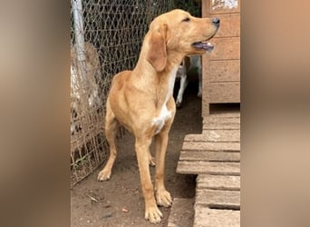 Herzensbrecher Loki sucht Familienanschluss