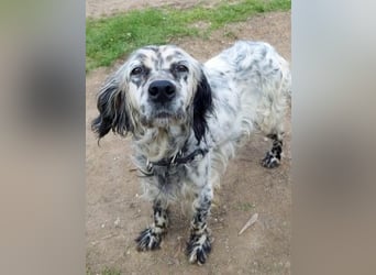 Elvira - treue Settermix Hündin sucht dich