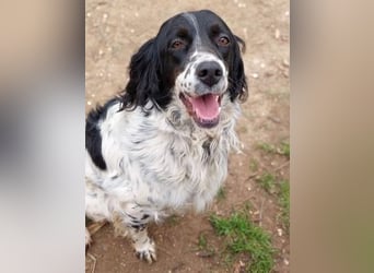 Serafina- schmusige Setter-Mix-Hündin liebt Mensch und Tier
