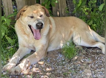 Freundlicher Kleon sucht einen warmen Seniorenplatz