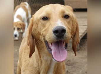 Herzensbrecher Loki sucht Familienanschluss
