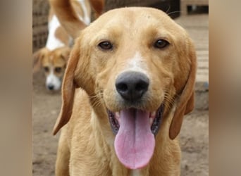 Herzensbrecher Loki sucht Familienanschluss