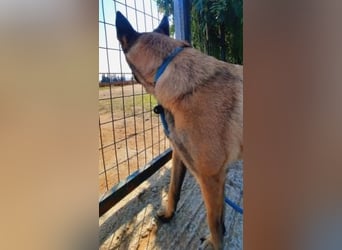 Zorro - liebevoller, menschenbezogener Rüde sucht Zuhause