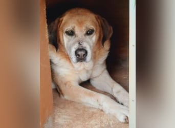 Freundlicher Kleon sucht einen warmen Seniorenplatz