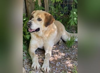 Freundlicher Kleon sucht einen warmen Seniorenplatz