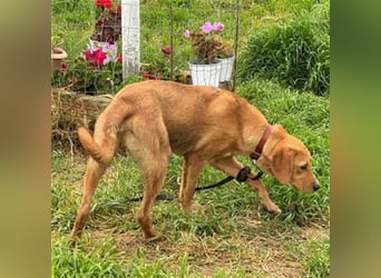Herzensbrecher Loki sucht Familienanschluss