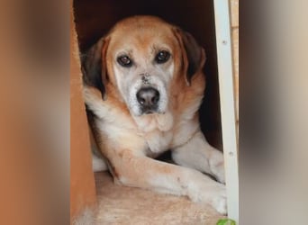 Freundlicher Kleon sucht einen warmen Seniorenplatz