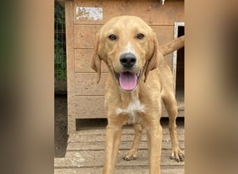Herzensbrecher Loki sucht Familienanschluss