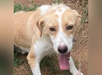 Freundlicher Frankie sucht seine Familie