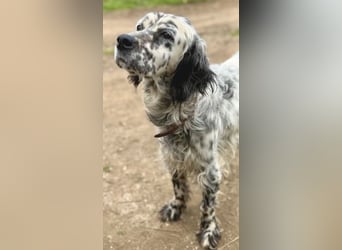 Elvira - treue Settermix Hündin sucht dich