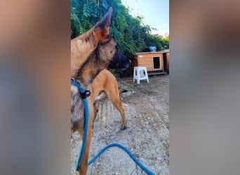 Zorro - liebevoller, menschenbezogener Rüde sucht Zuhause