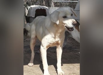 Schüchterner Emir sucht sein Glück