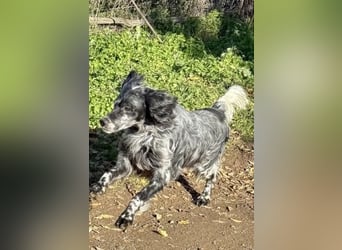 Ernesto - freundlicher, agiler Setter sucht sicheres Zuhause