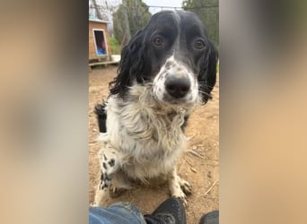 Serafina- schmusige Setter-Mix-Hündin liebt Mensch und Tier