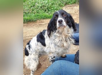 Serafina- schmusige Setter-Mix-Hündin liebt Mensch und Tier