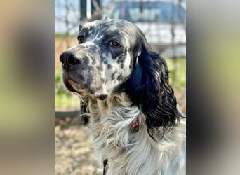 Matteo - feiner treuer Setter-Mix