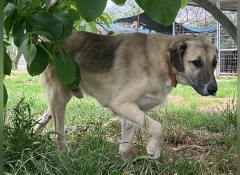 Freundlicher Malamas sucht warmes Plätzchen