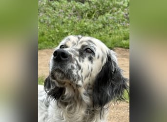 Elvira - treue Settermix Hündin sucht dich