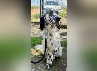 Matteo - feiner treuer Setter-Mix