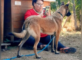 Zorro - liebevoller, menschenbezogener Rüde sucht Zuhause