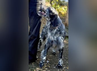 Ernesto - freundlicher, agiler Setter sucht sicheres Zuhause