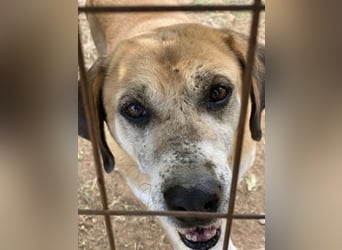 Freundlicher Kleon sucht einen warmen Seniorenplatz