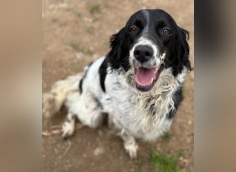 Serafina- schmusige Setter-Mix-Hündin liebt Mensch und Tier