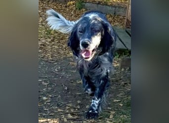 Ernesto - freundlicher, agiler Setter sucht sicheres Zuhause