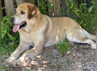 Freundlicher Kleon sucht einen warmen Seniorenplatz