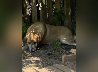 Freundlicher Kleon sucht einen warmen Seniorenplatz
