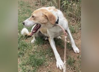 Freundlicher Frankie sucht seine Familie