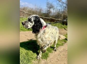 Matteo - feiner treuer Setter-Mix