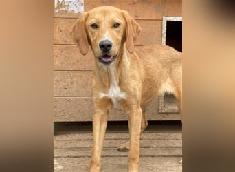 Herzensbrecher Loki sucht Familienanschluss