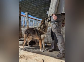 Kyros - ein Herz auf 4 Pfoten