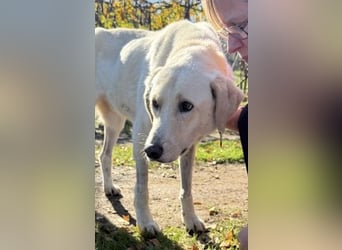 Freundlicher Manthos auf Familiensuche