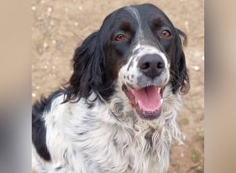 Serafina- schmusige Setter-Mix-Hündin liebt Mensch und Tier