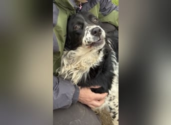 Serafina- schmusige Setter-Mix-Hündin liebt Mensch und Tier