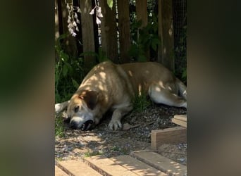 Freundlicher Kleon sucht einen warmen Seniorenplatz