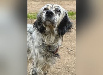 Elvira - treue Settermix Hündin sucht dich