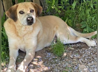 Freundlicher Kleon sucht einen warmen Seniorenplatz