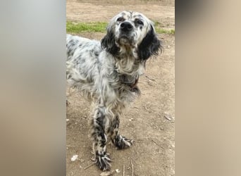 Elvira - treue Settermix Hündin sucht dich