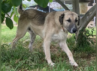 Freundlicher Malamas sucht warmes Plätzchen