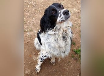 Serafina- schmusige Setter-Mix-Hündin liebt Mensch und Tier