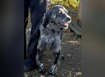 Ernesto - freundlicher, agiler Setter sucht sicheres Zuhause