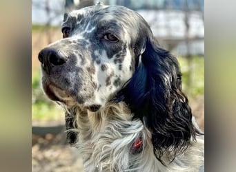 Matteo - feiner treuer Setter-Mix