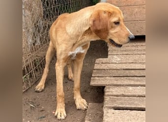Herzensbrecher Loki sucht Familienanschluss